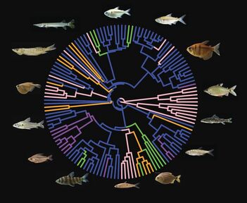 A round, colorful phylogeny on a black background with several photographs of fish specimens around the outside.